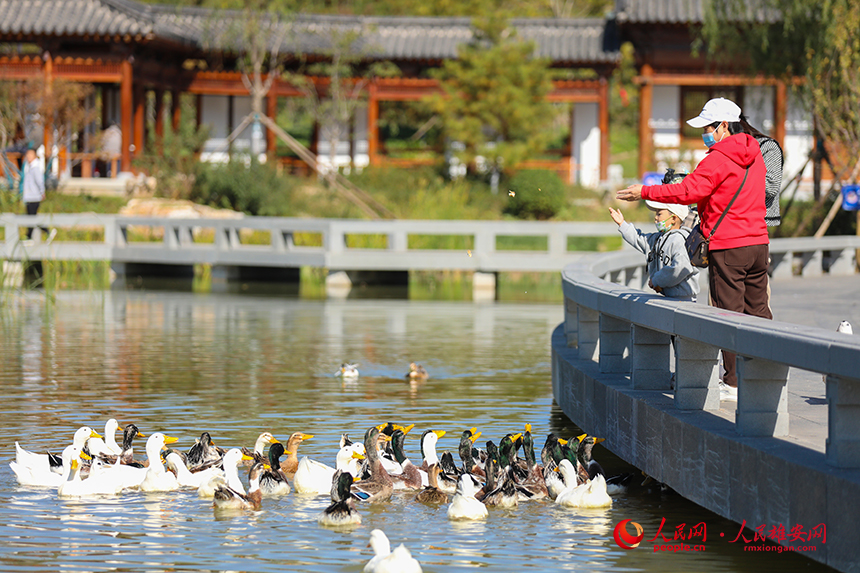 悅容公園游客們在喂鴨子。人民網?楊華龍攝