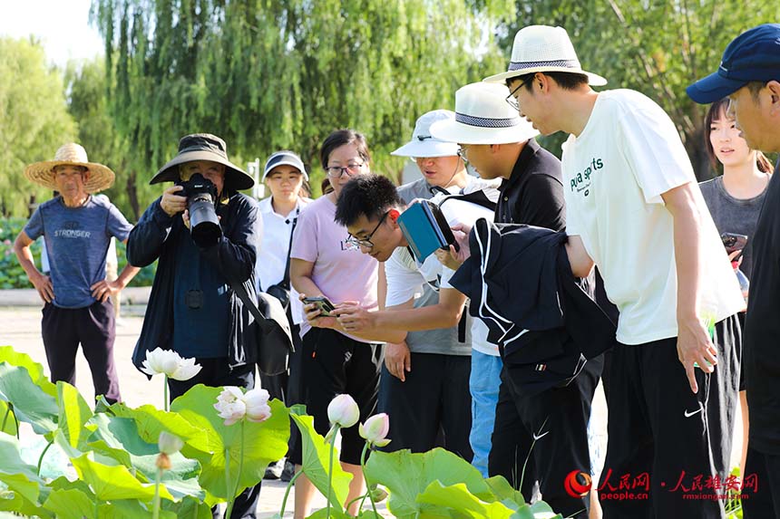 盛開的并蒂蓮引得游人紛紛拍照。人民網 楊華龍攝